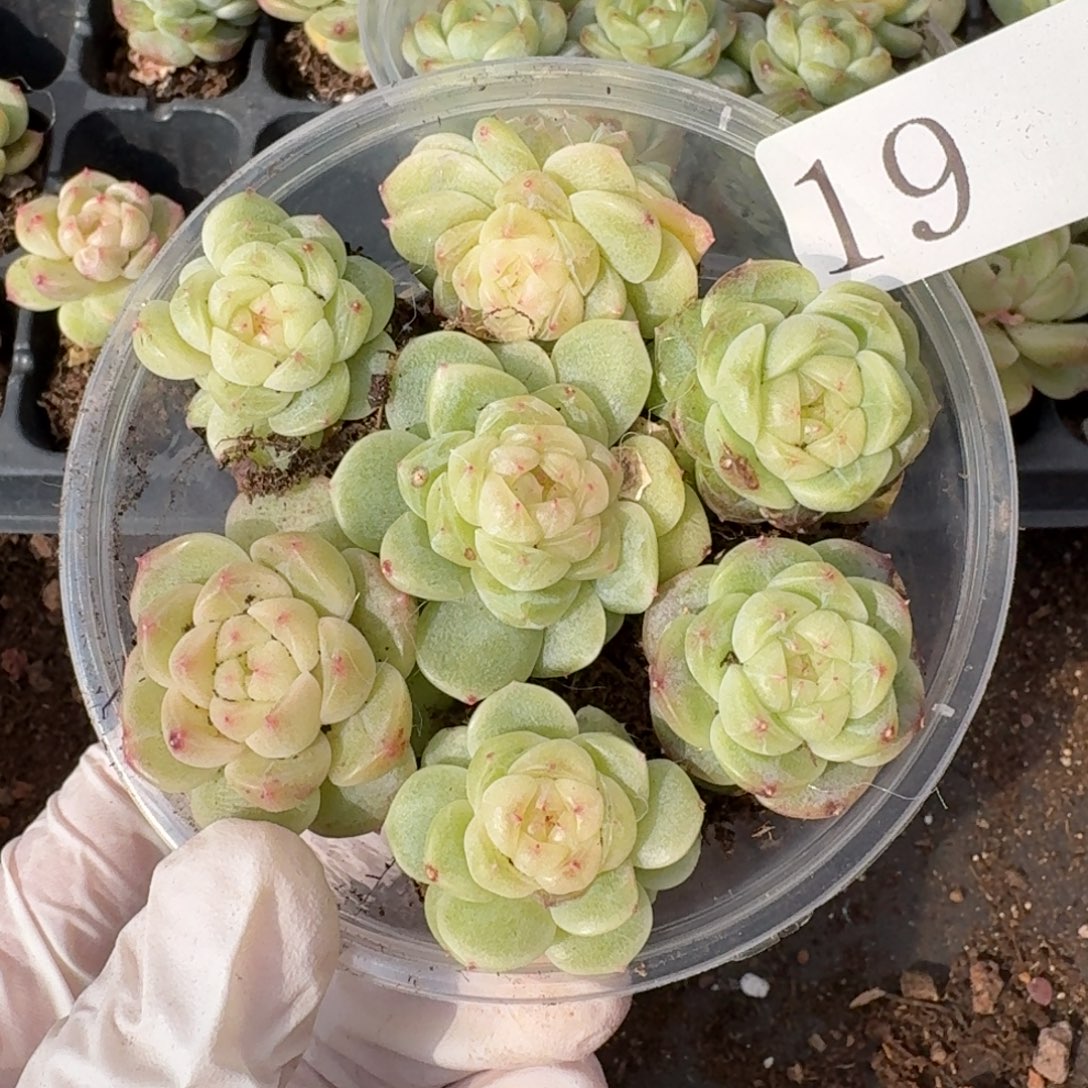 蔚***一多肉植物多肉植物19