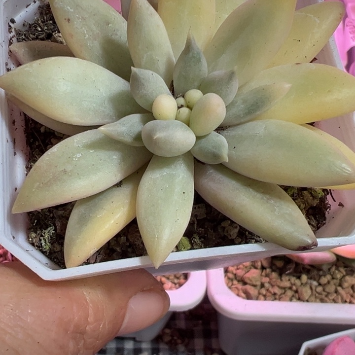 红蜻蜓锦多肉植物636