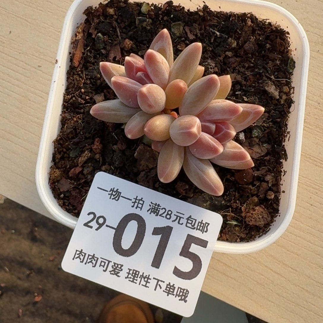 乌拉克拉无盆土发货无