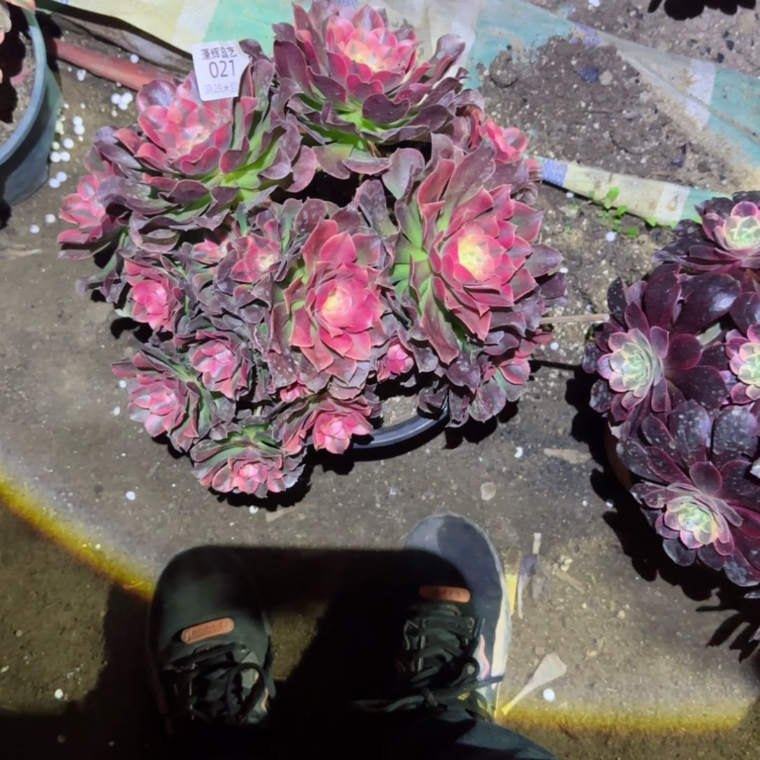 红秀法师多肉021