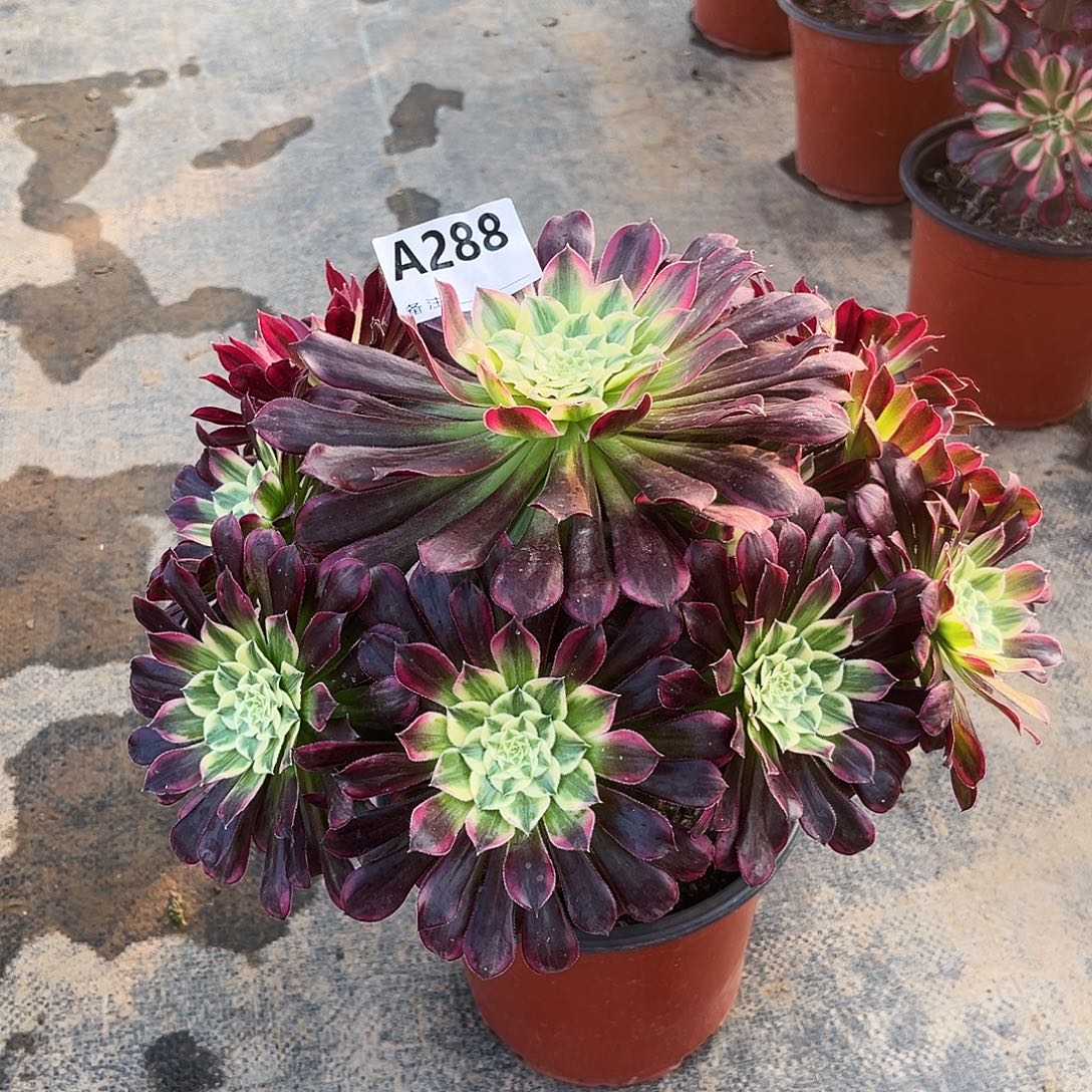 多肉植物天合288多肉