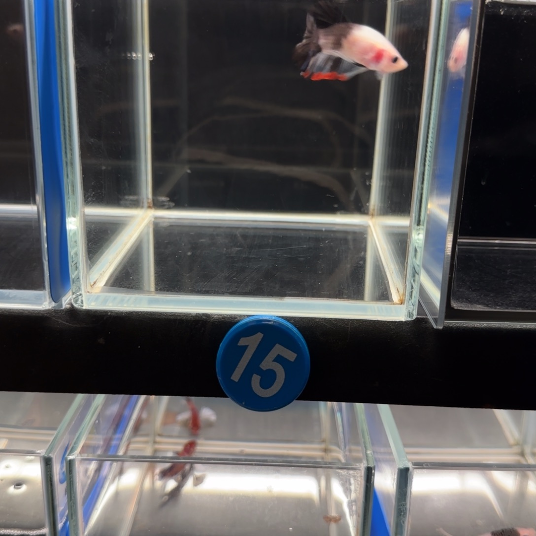 斗鱼迟*熊猫koi将军