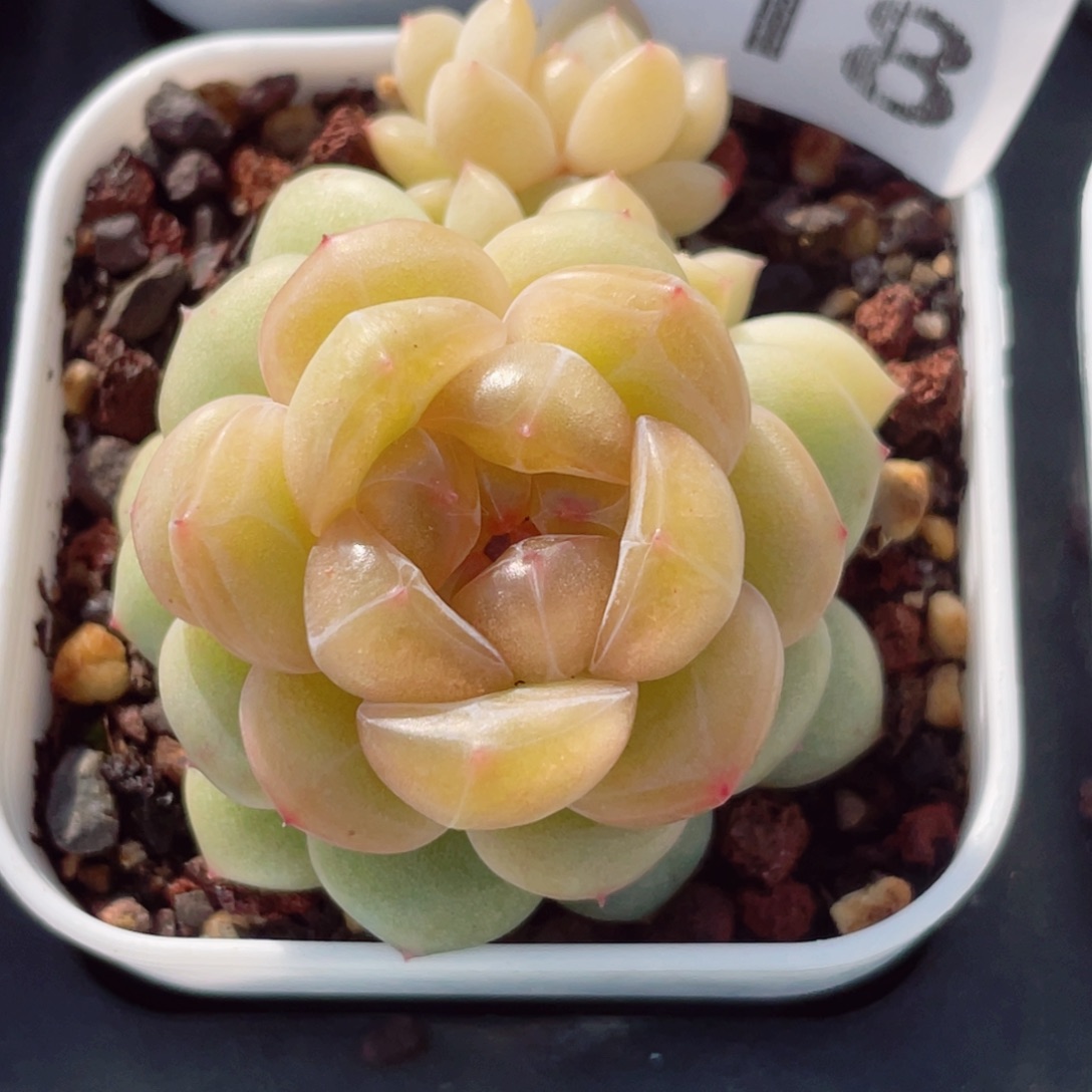 718玩手机也可以做运动哦