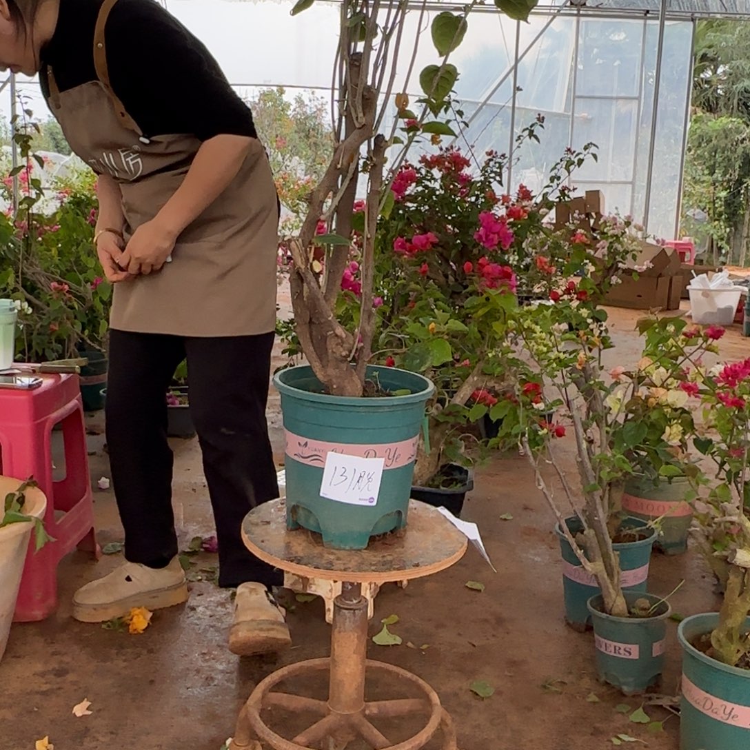 大部分花苞少量开放柠檬黄 131脱