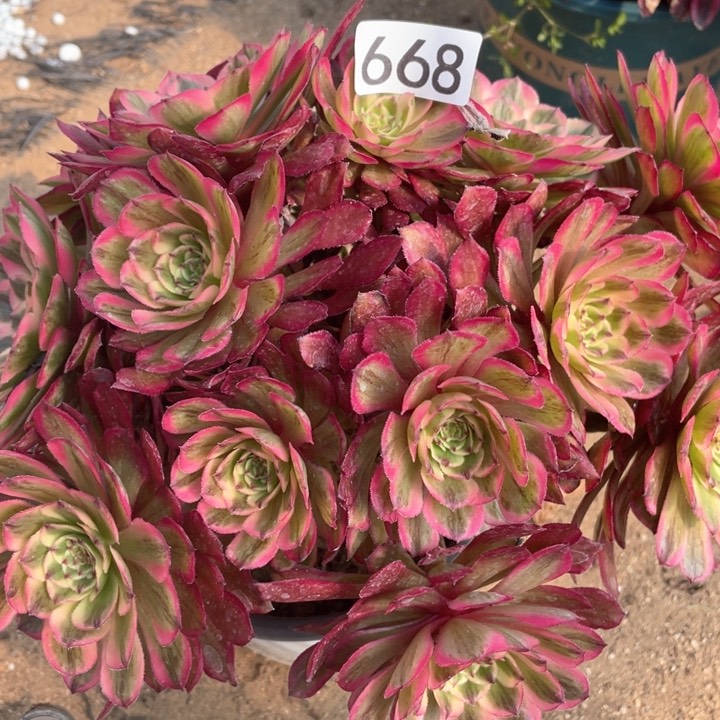 668多肉植物粉铜