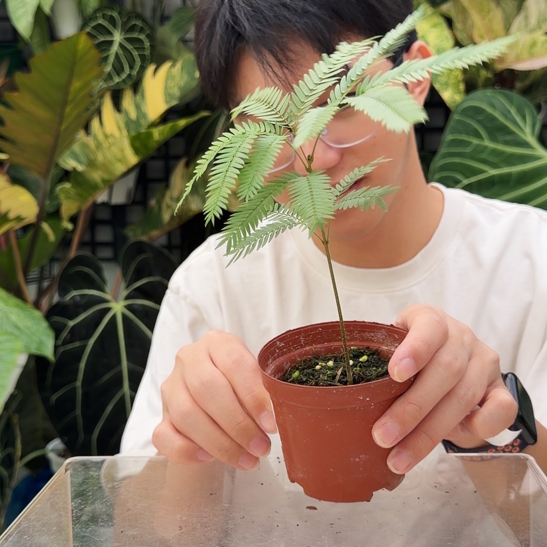 完全开放Q79 小猴子