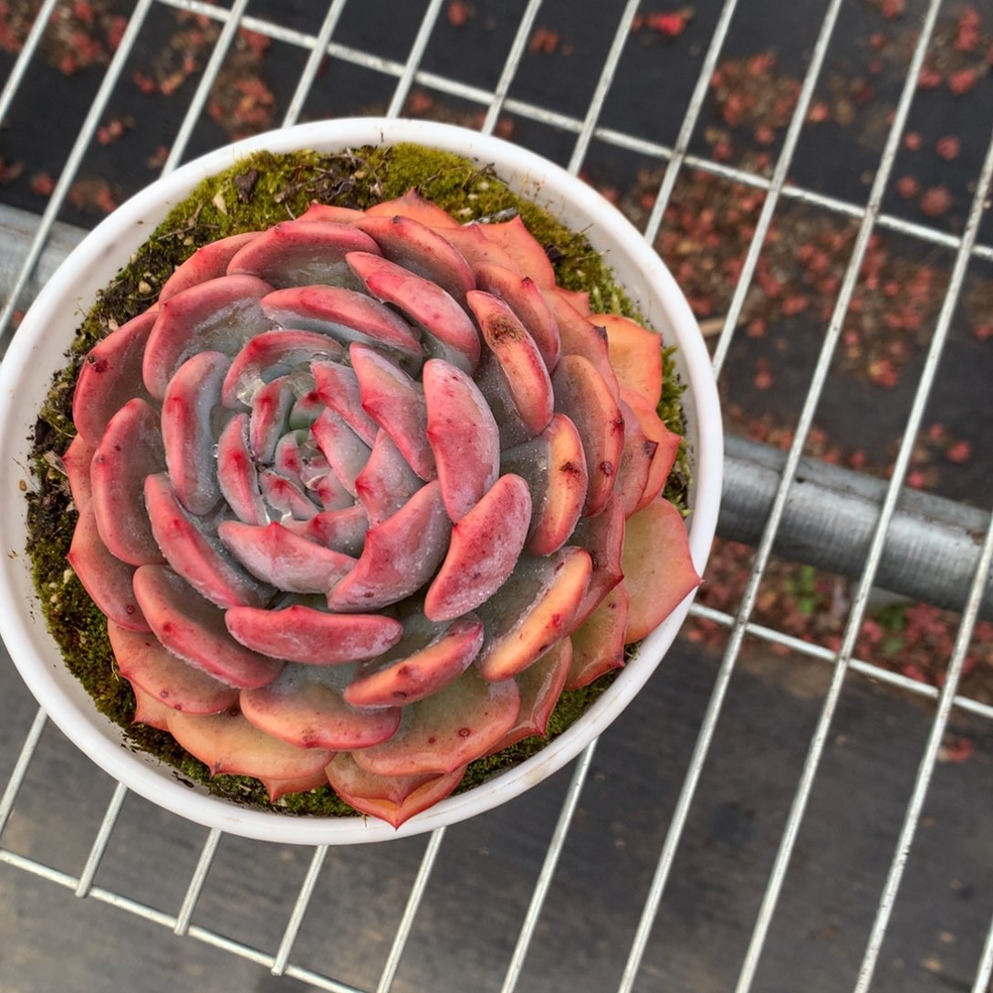 一物一拍1258一物一拍