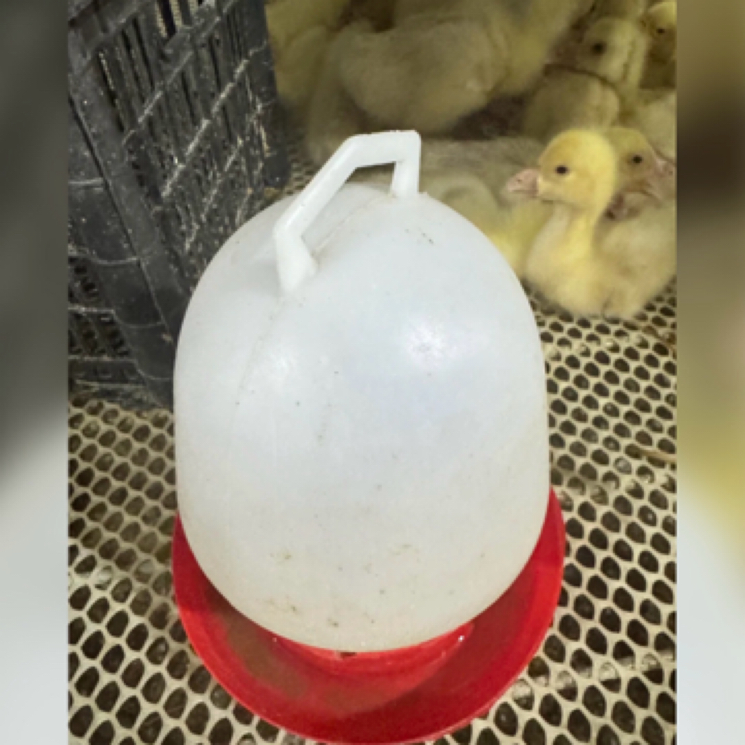 家禽饮水壶 顺丰包邮