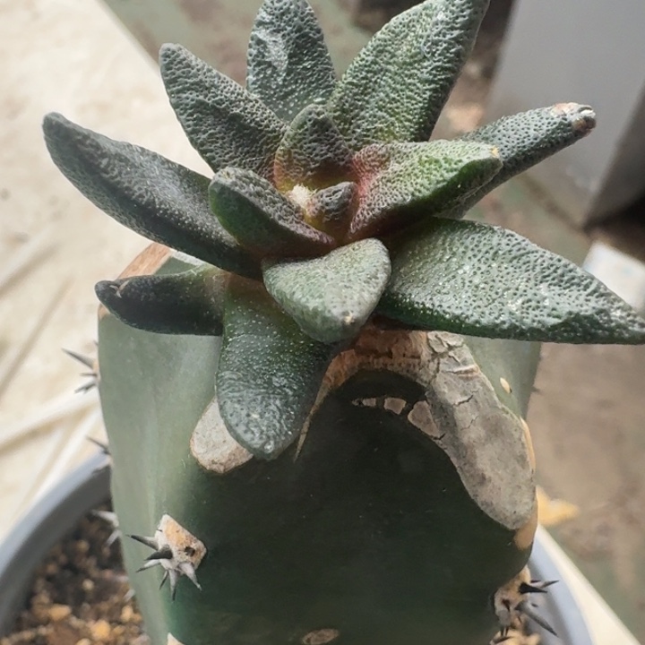 细优龙角苗接仙人球