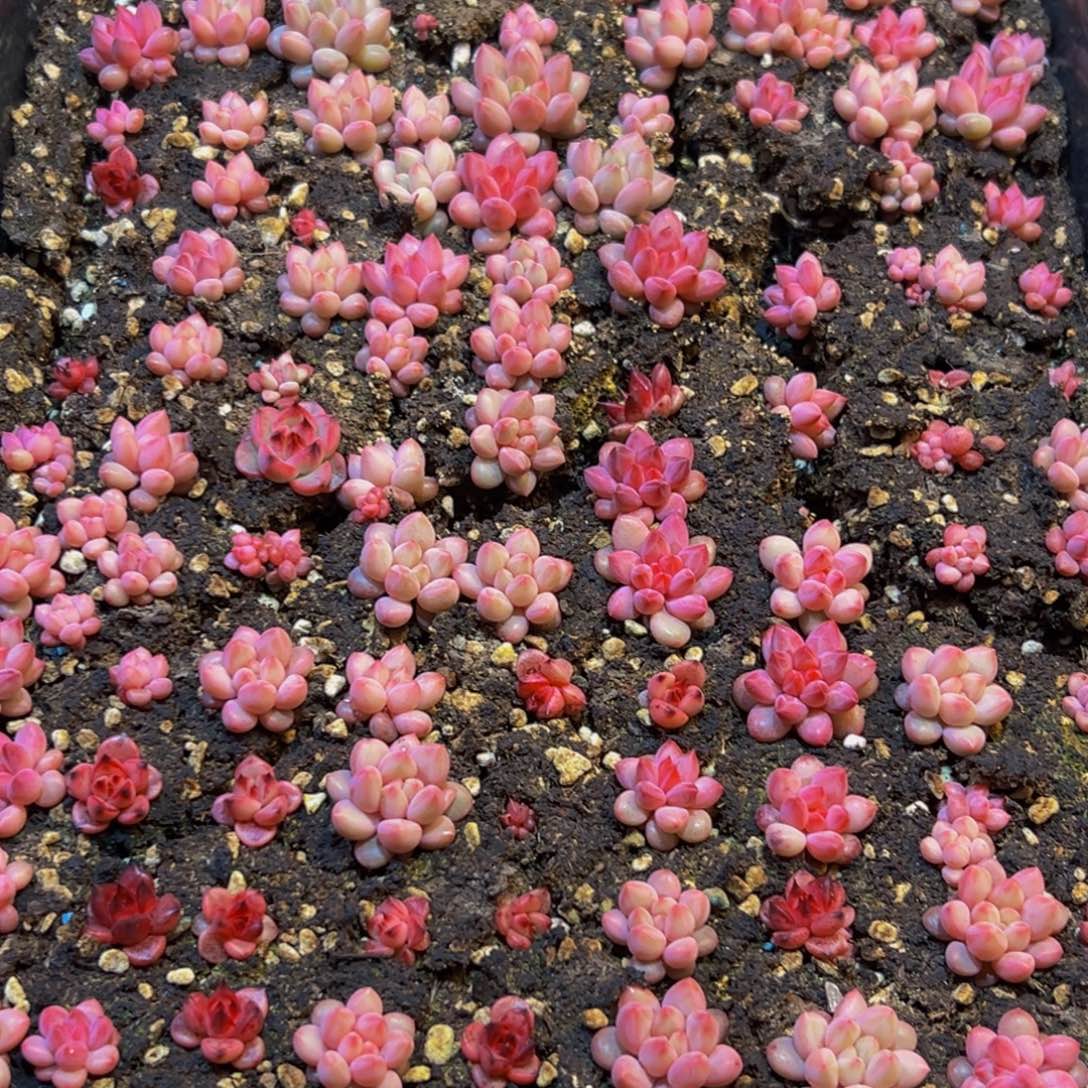 花***号945多肉的人在我这都能