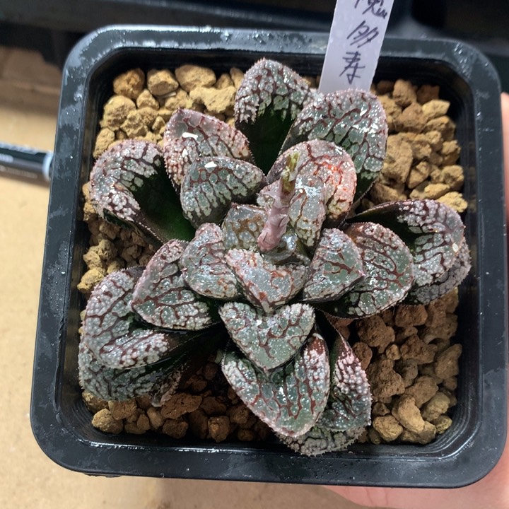 一**糖魔多寿一物一拍带盆