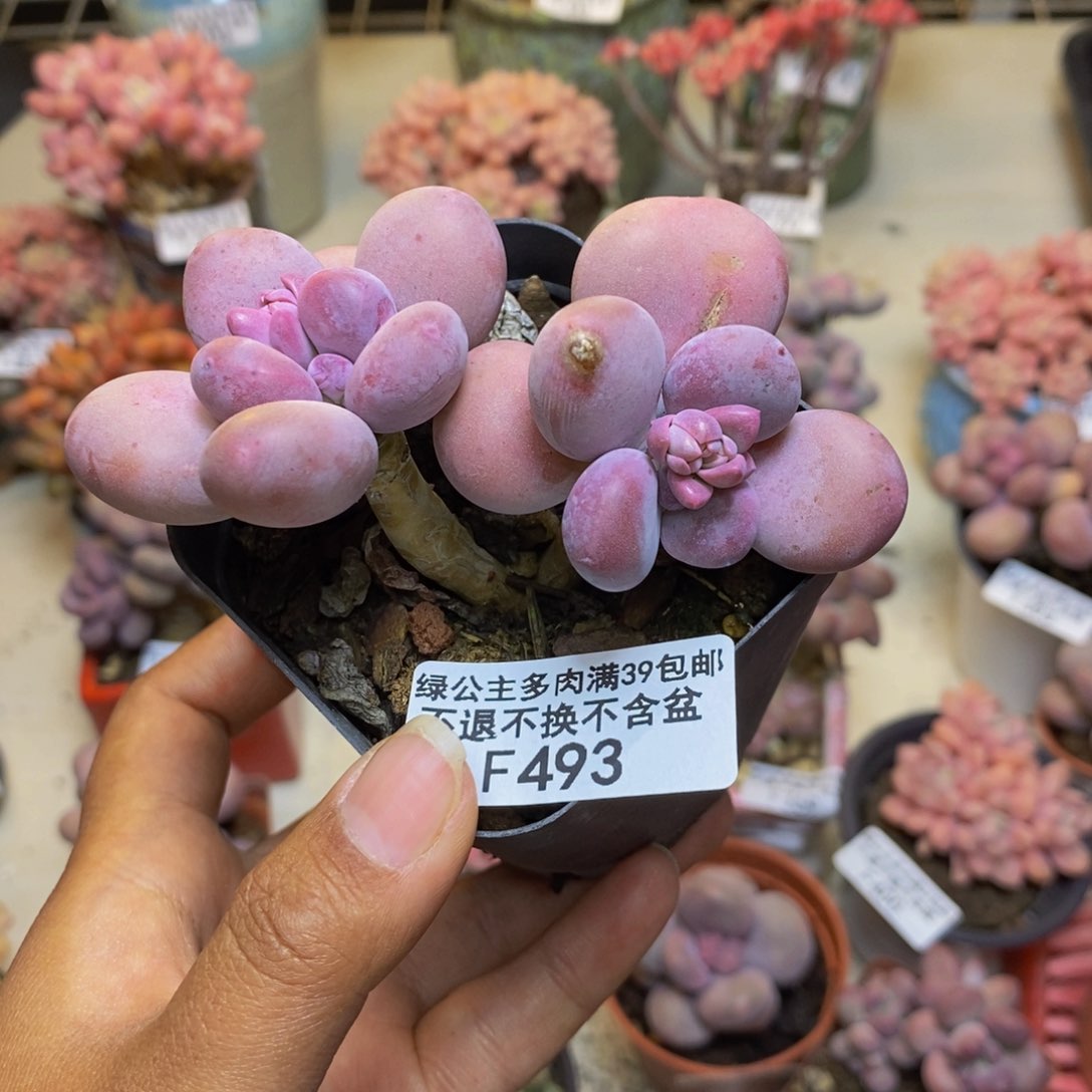 493彩虹奶多肉6cm
