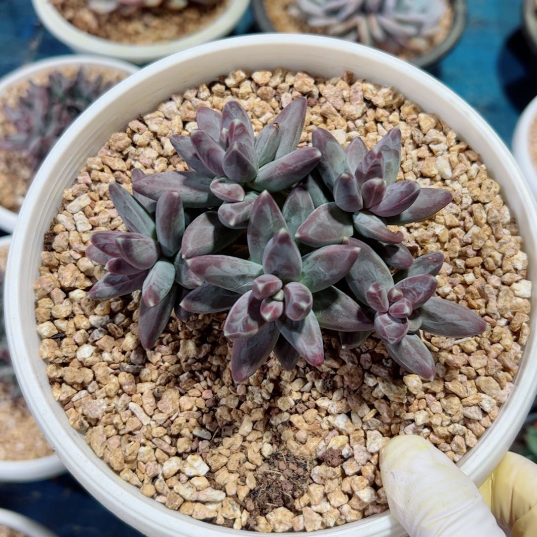 开播福利凤羽自然群多肉植物