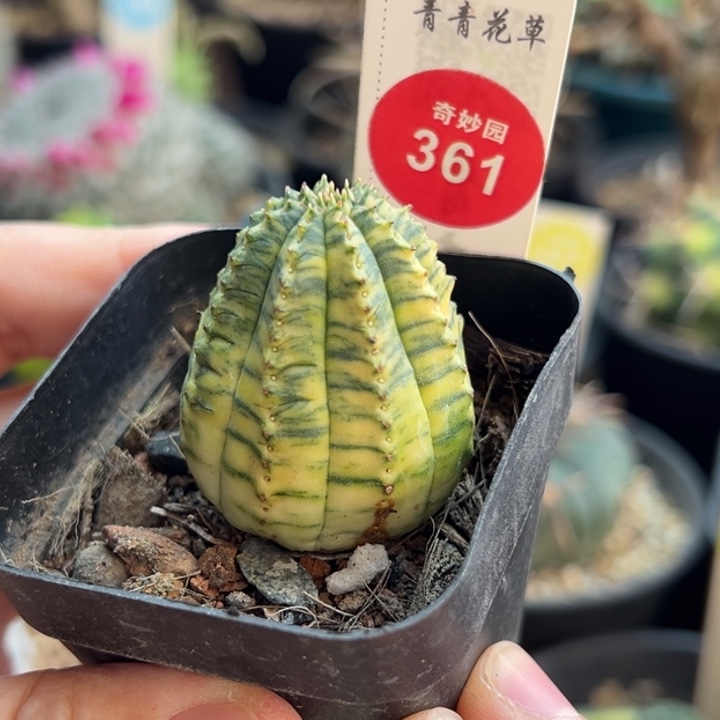 自根布纹球锦一棵仙人球