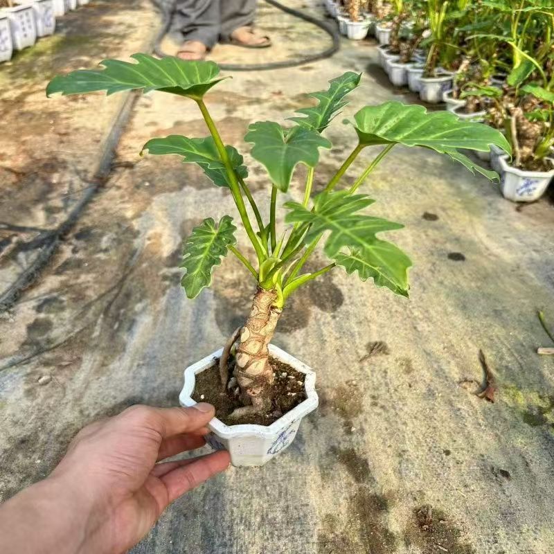 龙鳞小天使老桩绿植盆栽室内外好养净化空气观叶植物