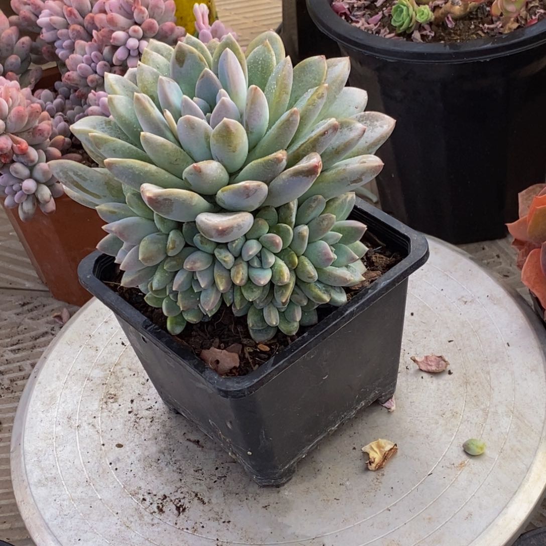 李*?48包邮一物一拍多肉植物