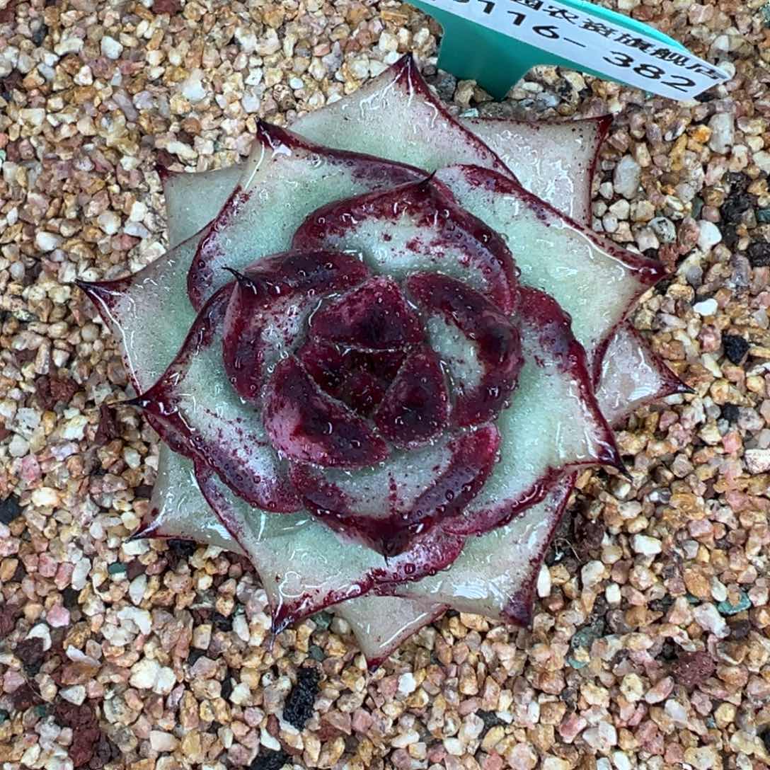 多肉精选编号0116.382