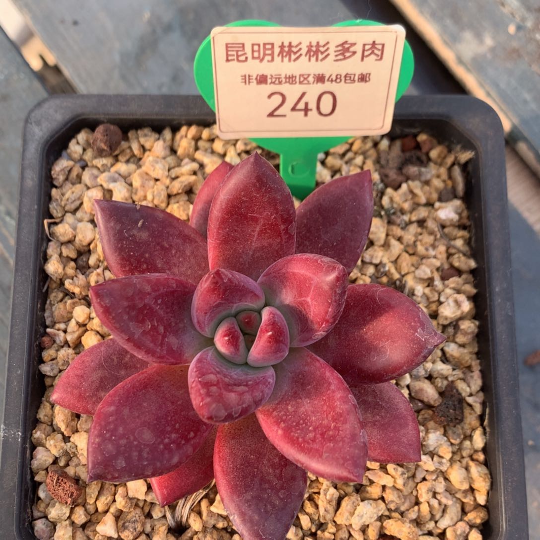 赫菲斯托单头240