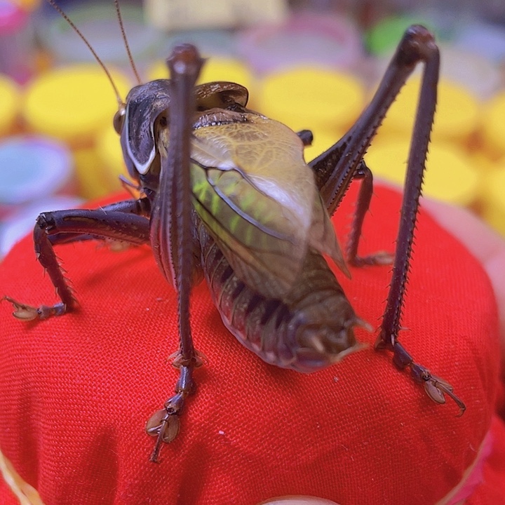 快***！蝈蝈蝈蝈蝈蝈蝈蝈