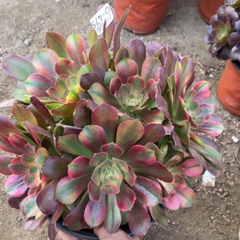 475洛神满25包邮多肉