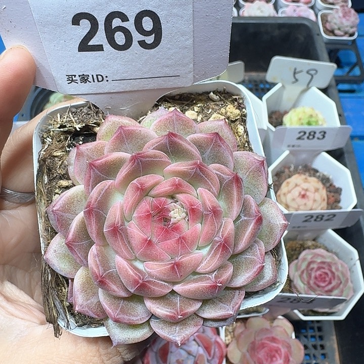 杂交多肉植物269