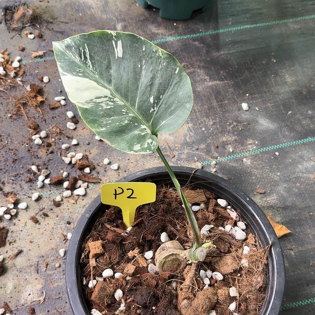 无花朵用***销 泰国薄荷p2