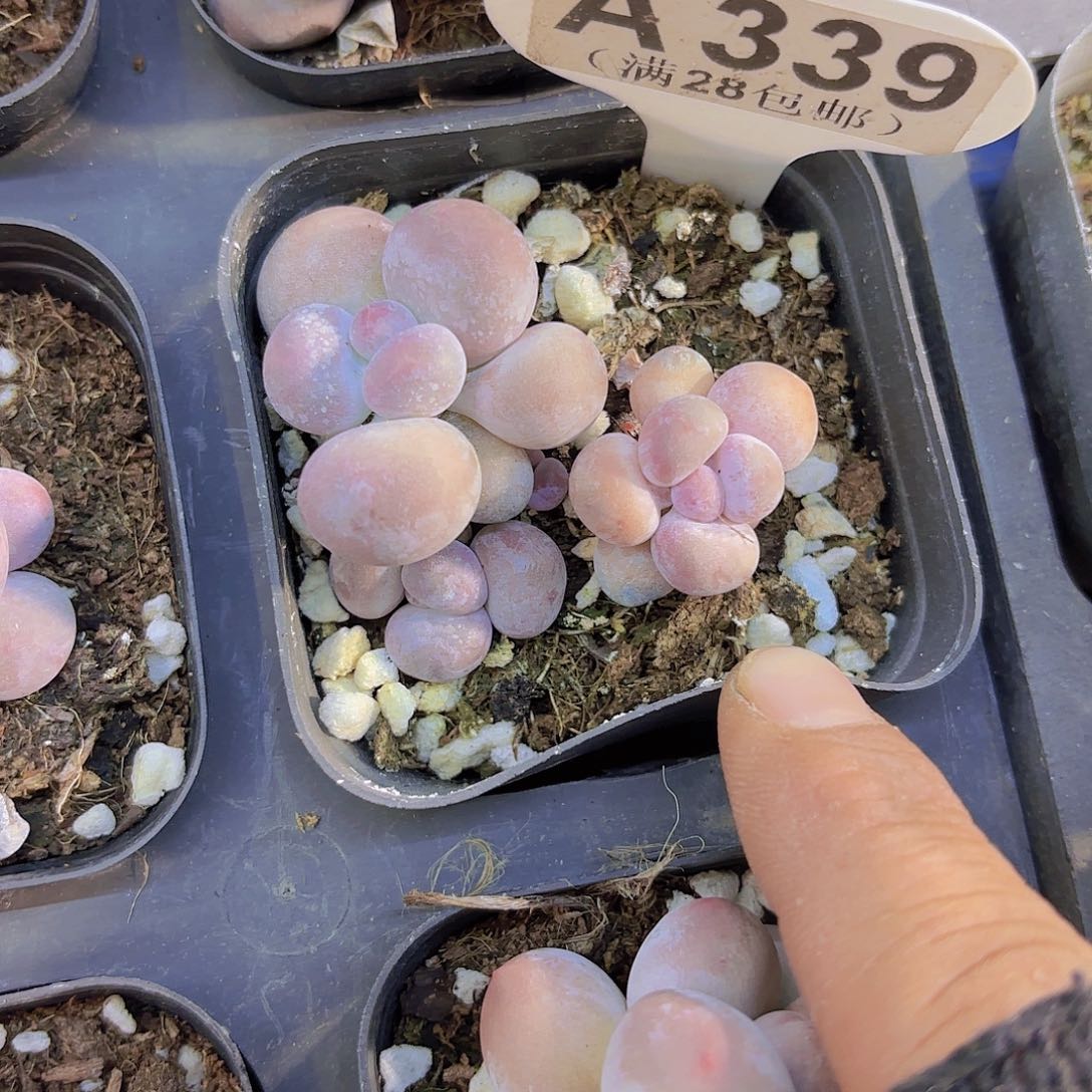 A339达摩奶一物语拍