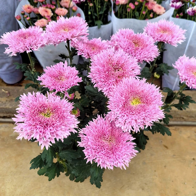 泰迪盆栽小雏菊鲜花耐寒耐旱带花花期长大苗阳台多年生植物