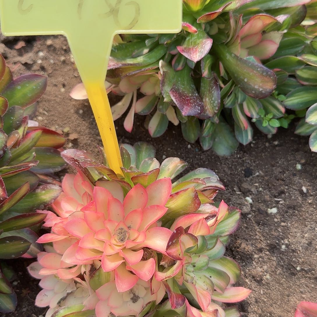 2+436--+多头多肉多头