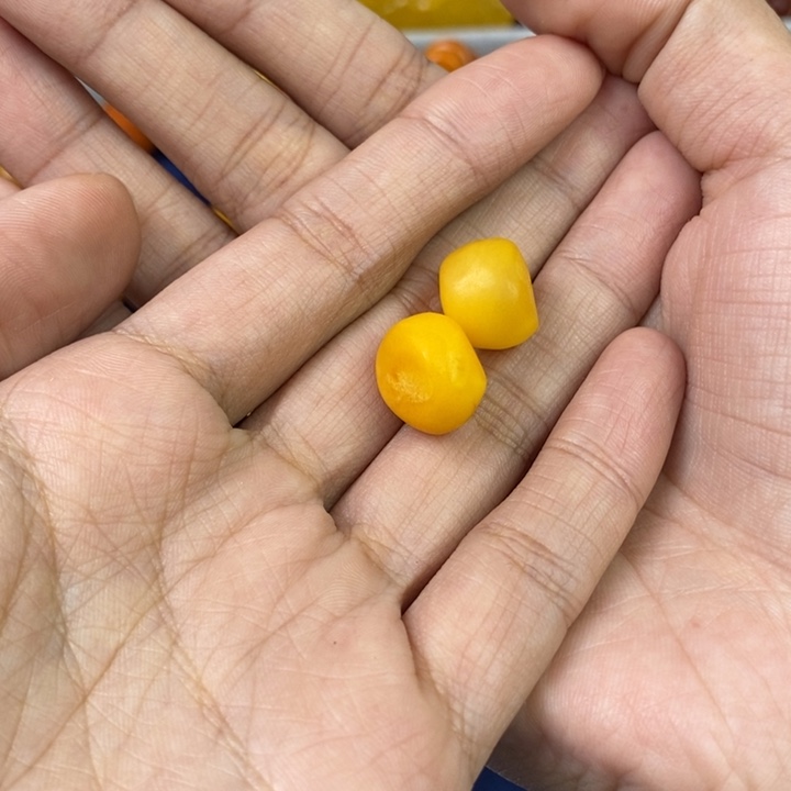 琥珀珠宝奇石未镶嵌多样性发其一