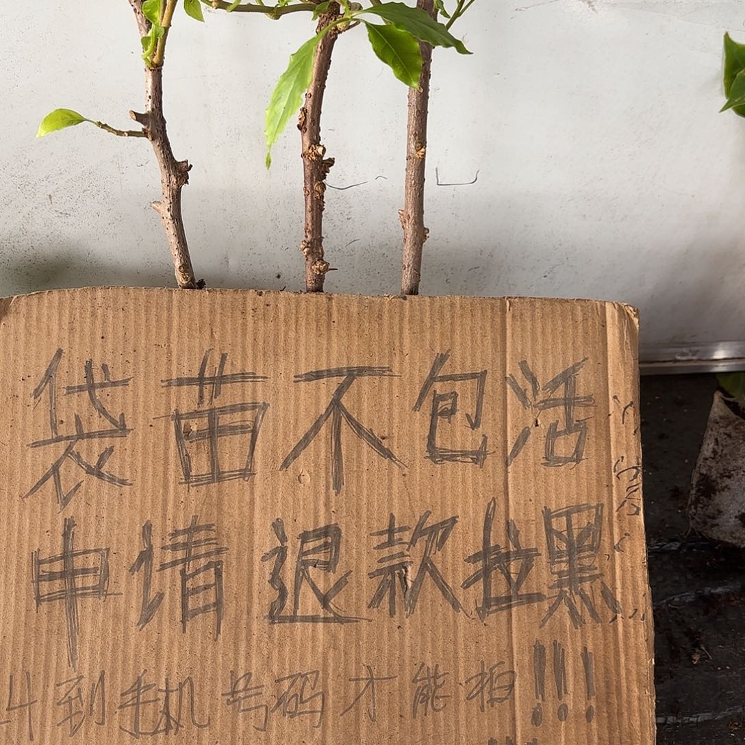 枫***哥当前无花栽培后可以开花袋苗盲盒三颗8