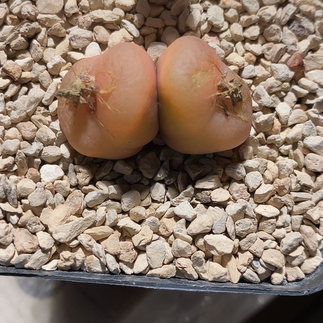 26374。  双头周正吕。  