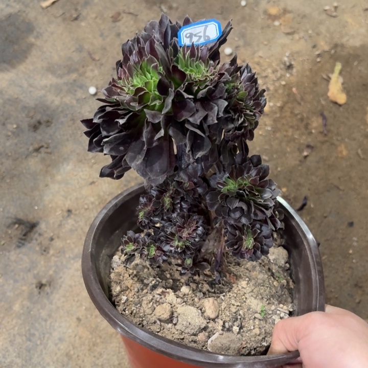 一物一拍多肉欧若拉缀956