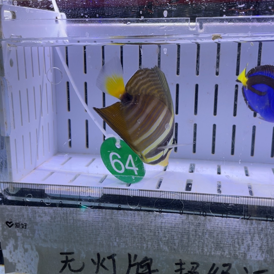 海水鱼蓝调➕大帆1111