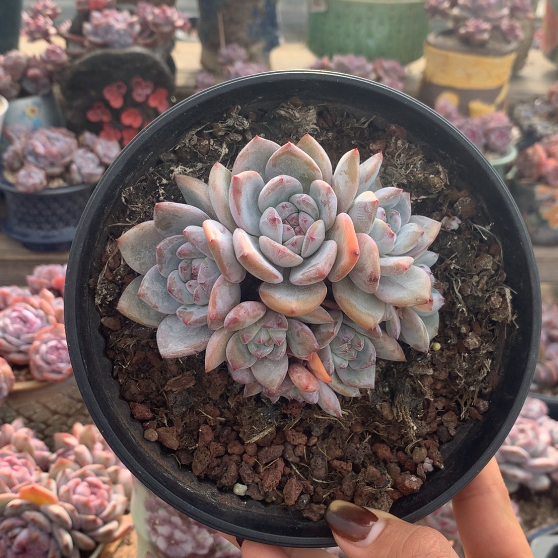 石榴籽无砍花花花花