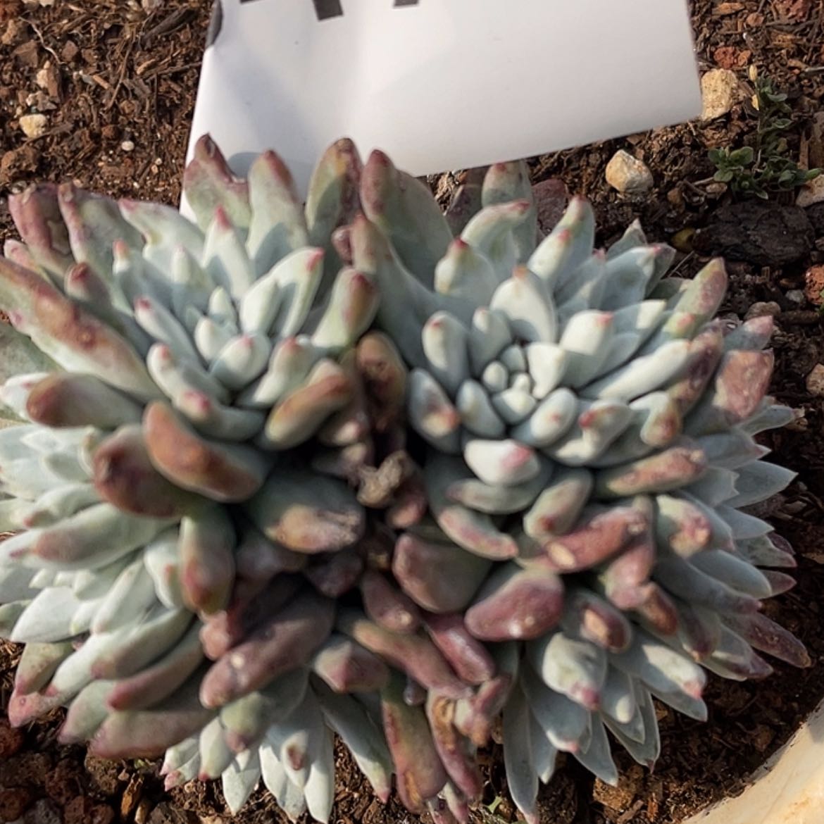 【闪购商品】白姆缀化6475