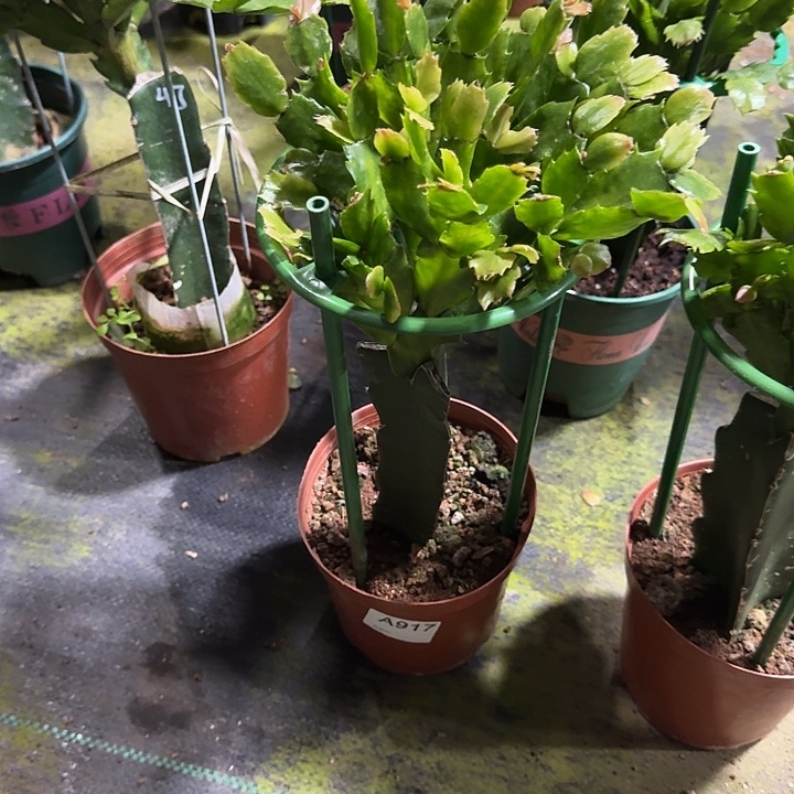 陳***少大部分开放少量花苞917嫁接035