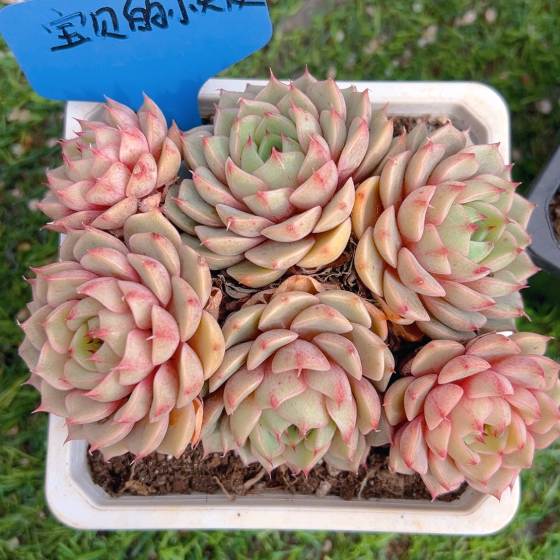 香玉的故事是一个人的故事