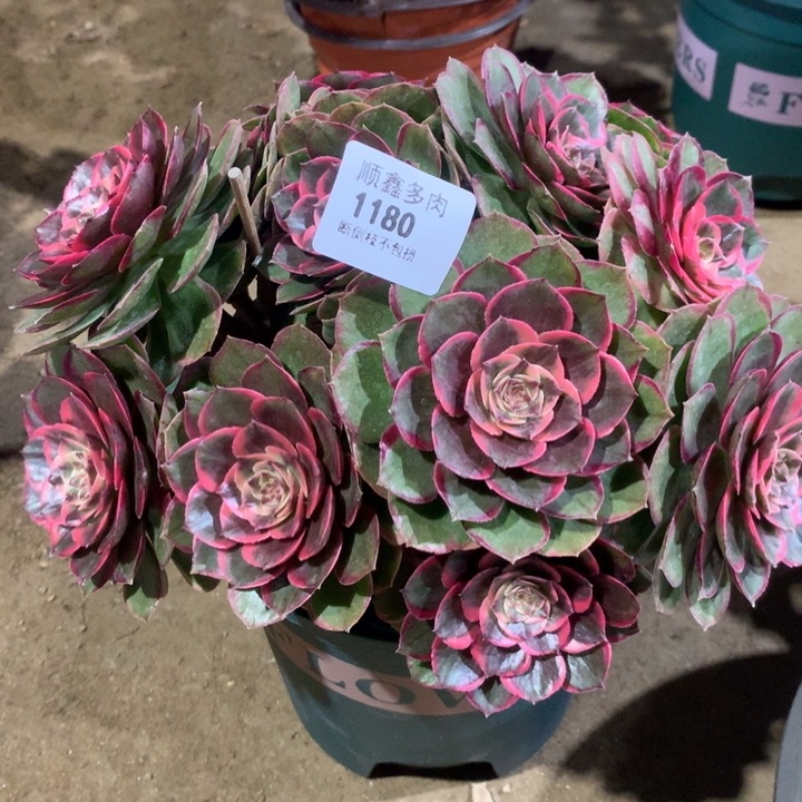 1180粉花妖多肉植物