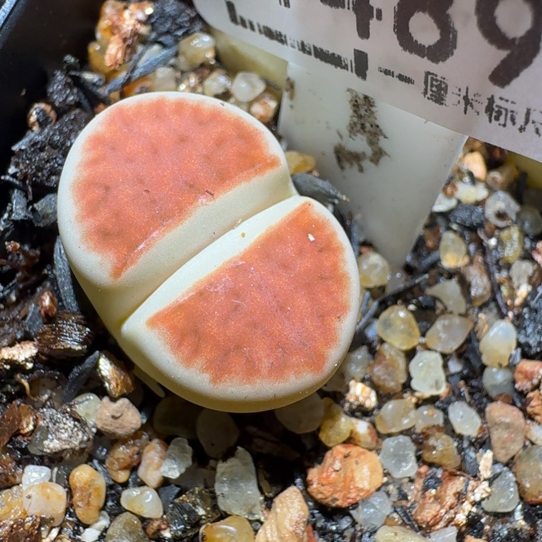 Zzz生石花肉锥1489