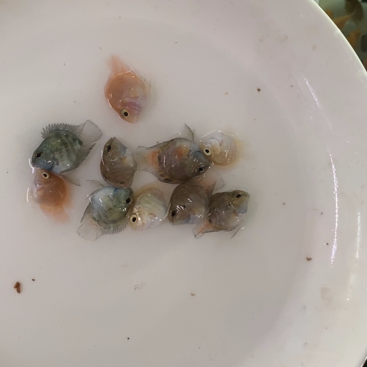 鹦鹉鱼一组六条送四条四色全家福