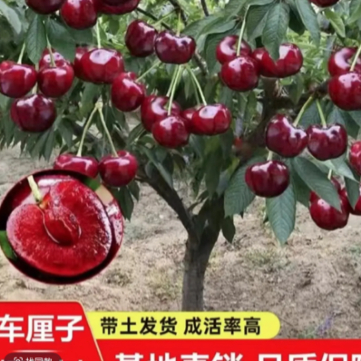 原盆原土带叶发货正宗车厘子大樱桃树苗盆栽地栽适南北方庭院阳台