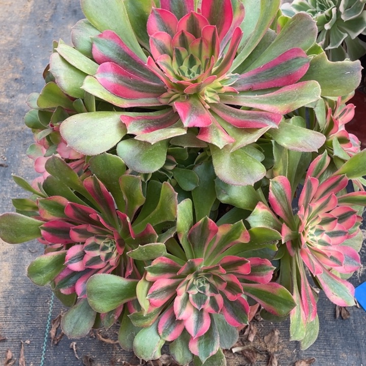 娇***雪红袖老桩手捧-14多肉