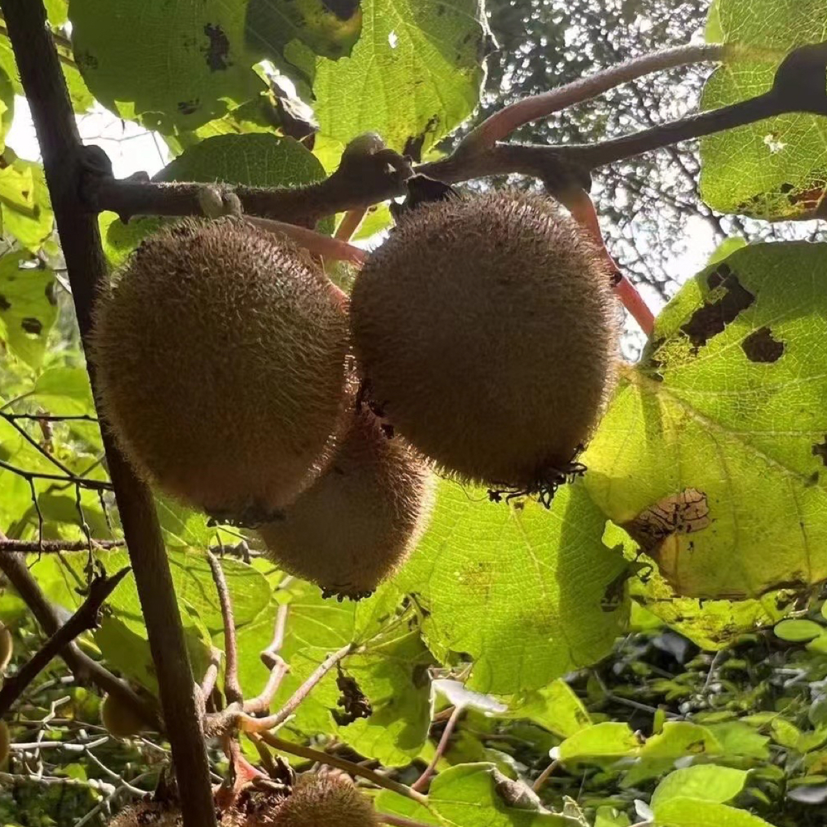 甘肃陇南徽县野生猕猴桃纯甜无酸皮薄肉厚
