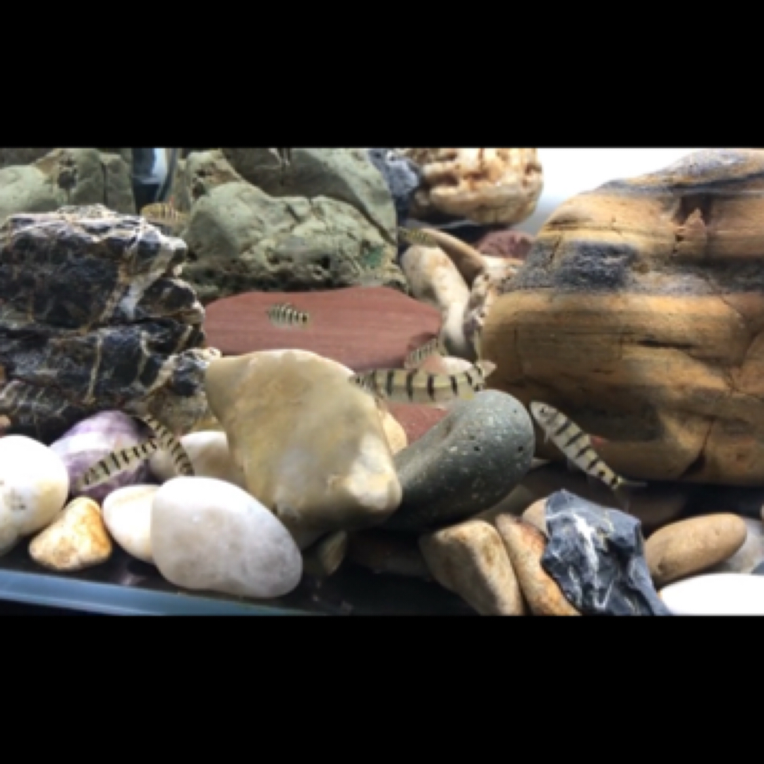 浙江省溪石斑鱼 活体原生鱼 冷水鱼 溪流鱼 溪石斑苗 红腹溪石斑