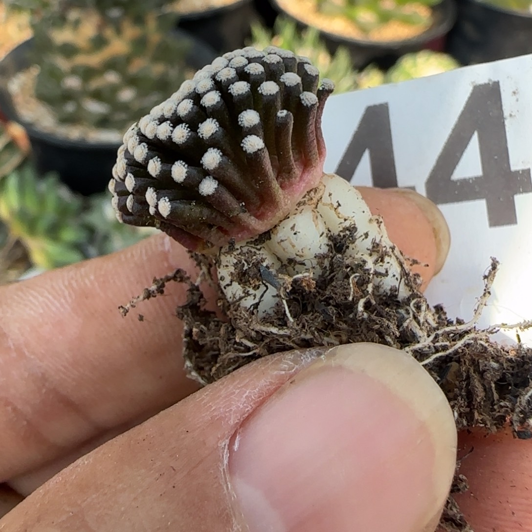 无花朵萝卜根松针446