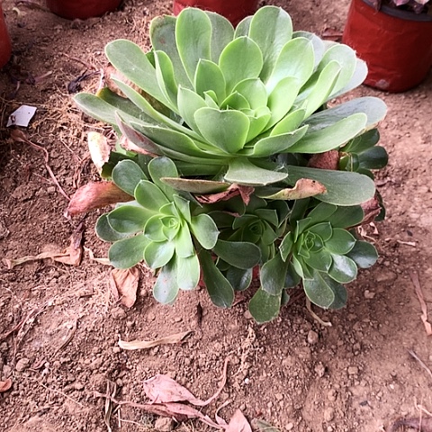 香炉盆玫瑰玫瑰玫瑰