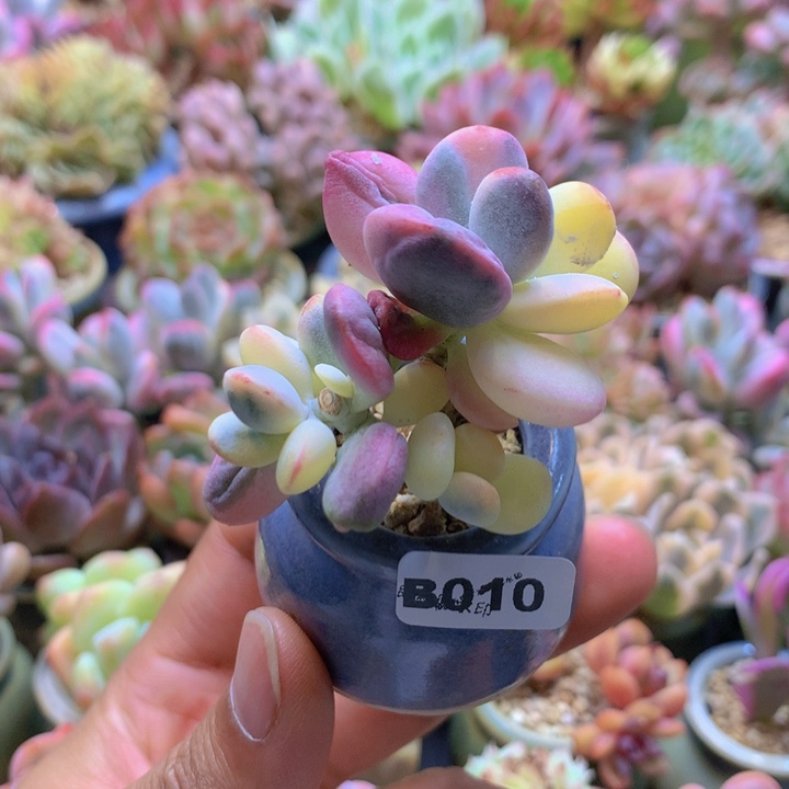 一物一拍含盆土满38包邮B010