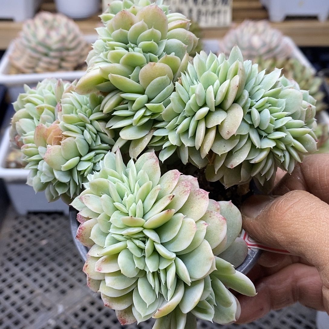 0291 小白龙覆轮锦缀化群