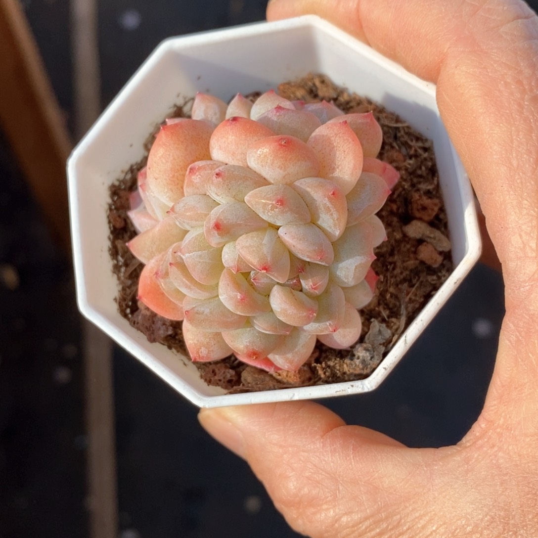 精品多肉一物一拍不包整100